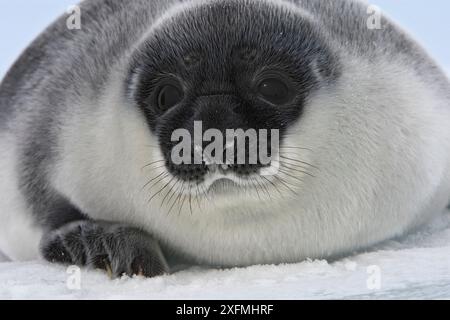 Kapuzenrobbe (Cystophora cristata), Jungtiere vier Tage alt, Magdalen-Inseln, Kanada Stockfoto