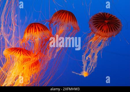 Japanische Brennnessel oder Nesselqualle im Nordpazifik (Chrysaora melanaster) Monterey Aquarium, USA Stockfoto