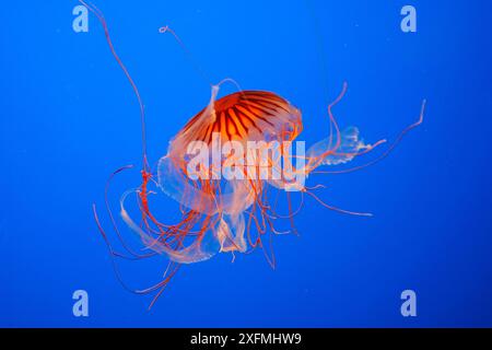 Japanische Seebnessel oder Nordpazifische Seebnessel (Chrysaora melanaster), Monterey Aquarium, USA Stockfoto