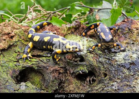 Salamandra salamandra terrestris (Salamandra salamandra terrestris), zwei Tiere, Elsass, Frankreich Stockfoto