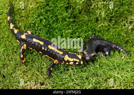 Salamandra salamandra terrestris (Salamandra salamandra terrestris), zwei Tiere auf Moos, Elsass, Frankreich Stockfoto