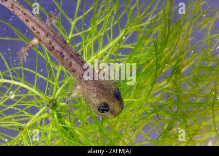 Feuersalamander (Salamandra salamandra) Larve on aquatic plants, Elsass, Frankreich, Mai. Stockfoto