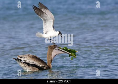 Brauner Pelikan (Pelecanus occidentalis) mit Lachmöwe (Larus atricilla), versucht Fische zu stehlen, Los Roques, Venezuela Stockfoto