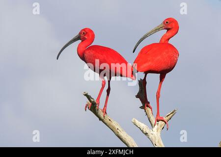 Scharlach ibis (Eudocimus ruber), zwei Vögel auf Büschen, Coro, Venezuela Stockfoto