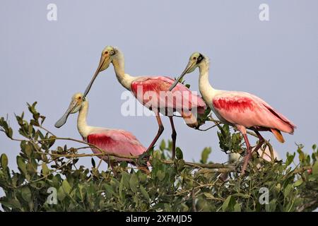 Rosenlöffelschnabel (Ajaia ajaja), Vögel auf Büschen, Coro, Venezuela. Stockfoto