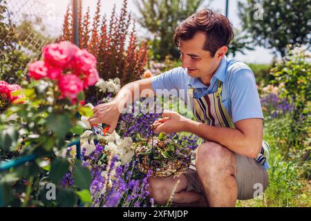 Der Mann hat Rosenblüten im Sommergarten verbringt. Gärtner schneidet verwelkte weiße Blumen mit einem Gartenschere ab und legt sie in einen Metallkorb. Stockfoto