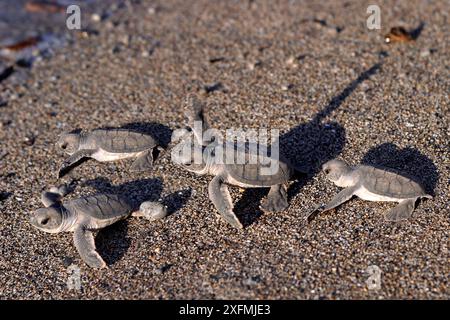 Grüne Schildkröte (Chelonia mydas) schlüpft ins Meer, Indischen Ozean, Mayotte. Stockfoto