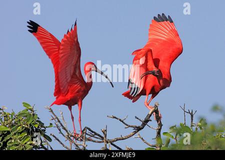 Scharlach ibis (Eudocimus ruber), zwei Vögel auf Büschen, Coro, Venezuela. Nur kleine Repro Stockfoto