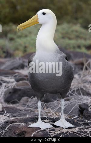 Waved Albatros (Diomedea irrorata), Espagnola Island, Galapagos Islands. Stockfoto