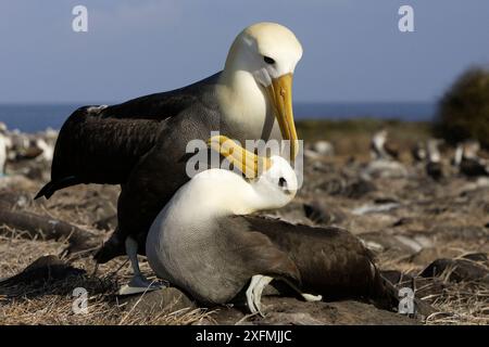 Gewellter Albatross (Diomedea irrorata), männlich und weiblich in der Balz, Espagnola Island, Galapagos Islands. Stockfoto