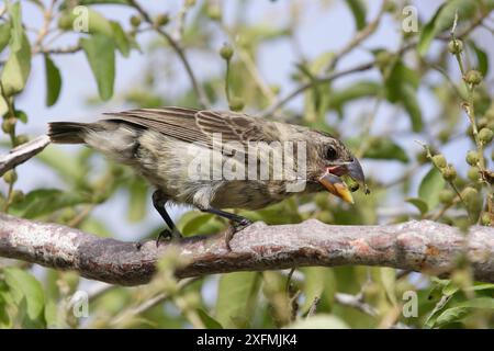 Mittelgroßer fink (Geospiza fortis), weibliche Samen essen, Cerro Dragon, Santa Cruz Insel, Galapagos Insel. Stockfoto