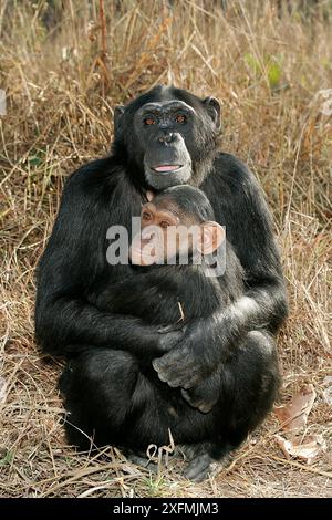 Schimpanse (Pan troglodytes), Mutter und Baby, Sambia, Gefangener Stockfoto