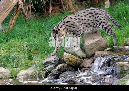 Angelkatze (Prionailurus viverrinus), Angeln. Gefangenschaft im Zoo. Stockfoto