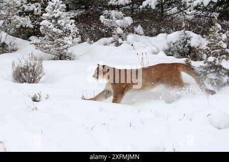 Puma oder Berglöwe (Puma concolor), im Schnee, gefangen. Stockfoto