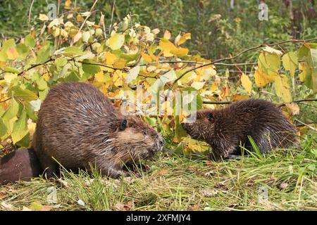 Europäischer Biber (Rizinusfaser), Erwachsene und Säuglinge, die auf Rinde von Zweigen füttern, Finnland. Stockfoto