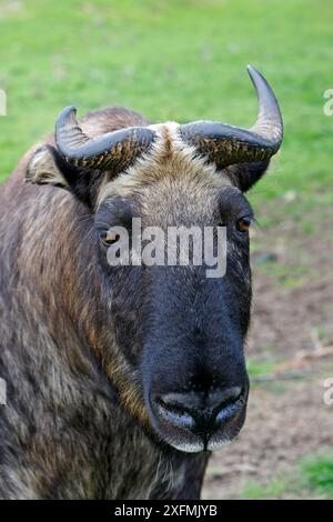 Mishmi Takin (Budorcas taxicolor taxicolor) Porträt, Highland Wildlife Park, Kingussie, Schottland. Unverlierbar Stockfoto