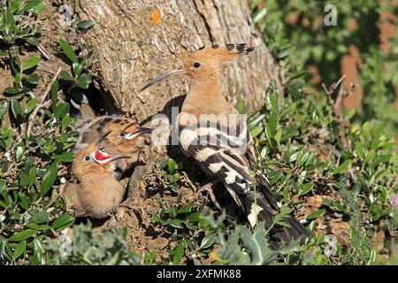 Wiedehopf (Upupa epops) Erwachsene Fütterungsküken am Nesteingang, Caceres, Extremadura, Spanien. Stockfoto