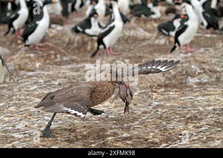 Falkland Skua (Catharacta antarktica), Erwachsener, der ein King Cormoran / Weißbauchraupe (Leucocarbo atriceps albiventer) Küken aus der Nistkolonie, Pebble Island, Falklandinseln nimmt Stockfoto