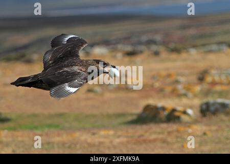 Falkland Skua (Catharacta antarktis) fliegt mit dem prädatierten Königskormoran / Weißbauchrauchen (Leucocarbo atriceps albiventer) Ei im Schnabel, auf Pebble Island, Falklandinseln Stockfoto