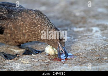 Falkland Skua (Catharacta antarktica) Erwachsener mit prädatiertem Königkormoran / Weißbauchrauchraupe (Leucocarbo atriceps albiventer) Ei, Pebble Island, Falklandinseln Stockfoto