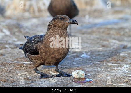 Falkland Skua (Catharacta antarktica) Erwachsener mit prädatiertem Königkormoran / Weißbauchrauchraupe (Leucocarbo atriceps albiventer) Ei, Pebble Island, Falklandinseln Stockfoto