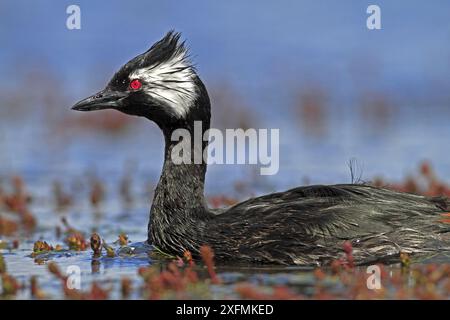 Weiß getuftete Grebe (Podiceps rolland rolland) Pebble Island, Falklandinseln Stockfoto