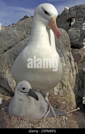 Waved Albatros (Diomedea irrorata), Weibchen und Küken, Espagnola Island, Galapagos Inseln. Stockfoto