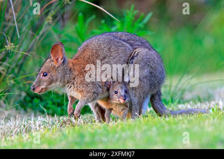 Rothalspademelon (Thylogale thetis), Weibchen und Baby, Queensland, Australien Stockfoto