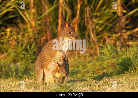 Rothalspademelon (Thylogale thetis), Weibchen und Baby, Queensland, Australien Stockfoto