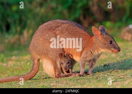 Rothalspademelon (Thylogale thetis), Weibchen und Baby, Queensland, Australien Stockfoto