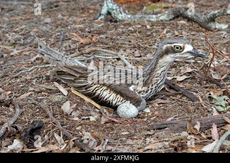 Buschsteinbrach (Burhinus grallarius) auf dem Nest, Queensland, Australien Stockfoto