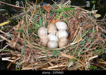 Gemein Moorhennest (Gallinula chloropus) mit acht Eiern, Elsass, Frankreich Stockfoto