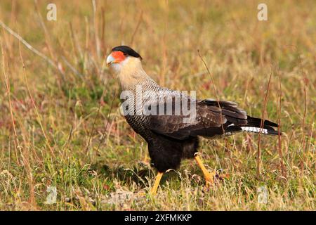 Haubenkaracara (Polyborus plancus), Erwachsener zu Fuß im Gras, Punta Norte, Halbinsel Valdes, Argentinien Stockfoto