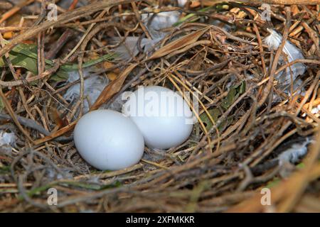 Holztaube (Columba palumbus), Nest mit zwei Eiern, Elsass, Frankreich Stockfoto