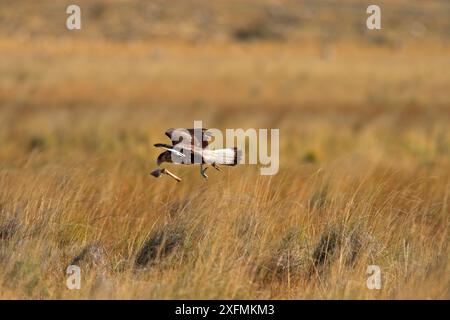 Crest Caracara (Polyborus plancus), Erwachsene fliegen mit Tierknochen, Punta Norte, Halbinsel Valdes, Argentinien Stockfoto