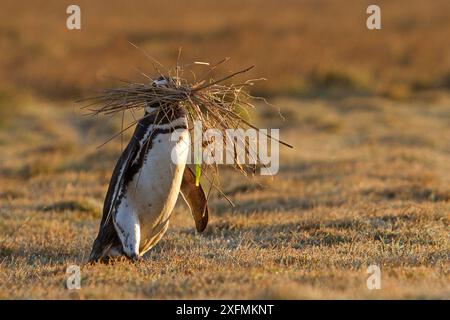 Magellanic Pinguin (Spheniscus magellanicus), ein Erwachsener, der mit Material zum Bau des Nestes in die Höhle zurückkehrt, Saunders Island, Fakland Inseln Stockfoto