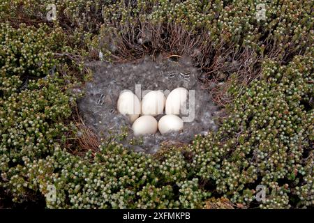 Seetangse (Chloephaga hybrida), Nest mit fünf Eiern, Seelöweninsel, Falklandinseln Stockfoto