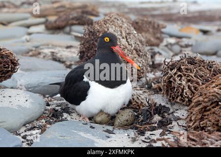 Magellan-Austernfischer (Haematopus leucopodus) auf dem Nest mit Eiern, Seelöwen-Insel, Falklandinseln Stockfoto