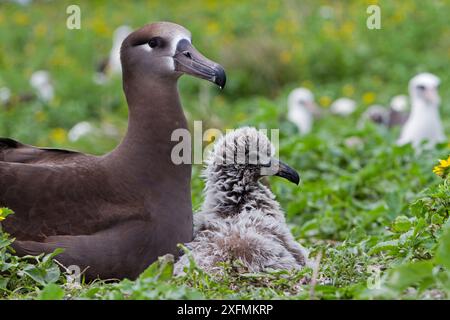 Schwarzfuß-Albatros (Phoebastria nigripes), Erwachsene und junge Menschen, Eastern Island, Midway Atoll National Wildlife Refuge, Hawaii Stockfoto