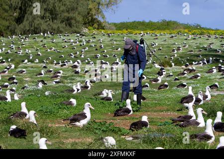 Mann behandelt invasive Pflanze mit Herbizid um Laysan abatross (Phoebastria immutabilis), Kolonie auf der östlichen Insel, ein Mann behandelt den Goldenen Kronenbart (Verbesina encelioides), Midway Atoll National Wildlife Refuge, Hawaii Stockfoto