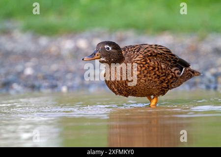 Laysan-Ente (Anas laysanensis), eine Ente, die auf den hawaiianischen Inseln endemisch ist, Sand Island, Midway Atoll National Wildlife Refuge, Hawaii. Kritisch Gefährdet. Stockfoto