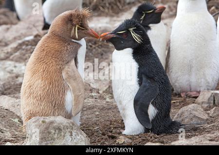 Rockhopper-Pinguin (Eudyptes chrysocome chrysocome), leuzistische Form Pebble Island, Falkland Inseln Stockfoto