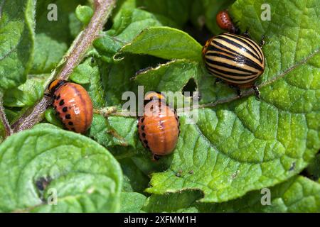 Colorado Kartoffelkäfer (Leptinotarsa decemlineata), Erwachsene und Larven auf Blättern der Kartoffelpflanze, Los, Frankreich Stockfoto