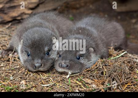 Junger Europäischer Otter (Lutra lutra), zwei Welpen, Elsass, Frankreich, Gefangener Stockfoto