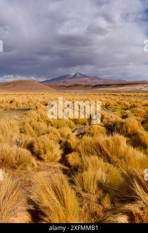 Hohe Altiplano mit tussock Gras genannt Paja brava (Festuca orthophylla). Bolivien. Dezember 2016. Stockfoto