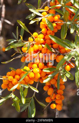 Sanddornbeeren (Hippophae rhamnoides). Kirgisistan. Stockfoto