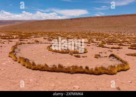 Hohe Altiplano mit tussock Gras genannt Paja brava (Festuca orthophylla), klonale Wachstum verbreiten. Bolivien. Dezember 2016. Stockfoto