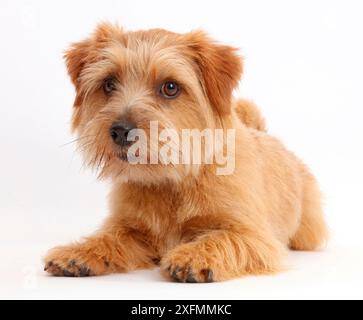 Norfolk Terrier Hund, Otto, Alter 1 Jahr. Stockfoto