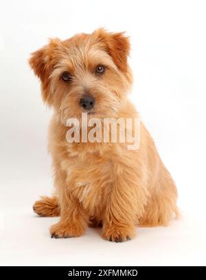 Norfolk Terrier Hund, Otto, Alter 1 Jahr. Stockfoto