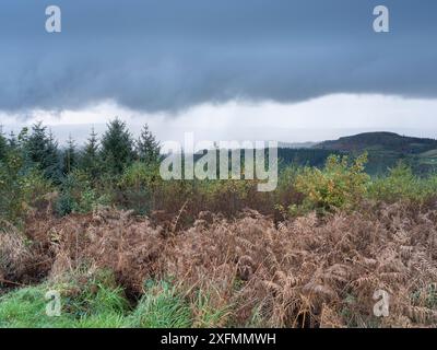 Mortimer Forest bei Ludlow, der in Shropshire nahe der Grenze zu Herefordshire liegt, England, Großbritannien Stockfoto